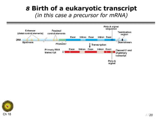 8  Birth of a eukaryotic transcript (in this case a precursor for mRNA) 