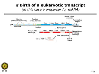 8  Birth of a eukaryotic transcript (in this case a precursor for mRNA) 