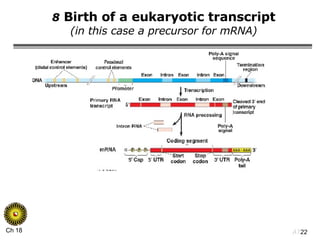 8  Birth of a eukaryotic transcript (in this case a precursor for mRNA) 