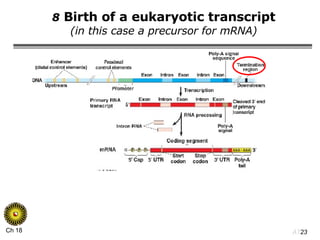 8  Birth of a eukaryotic transcript (in this case a precursor for mRNA) 