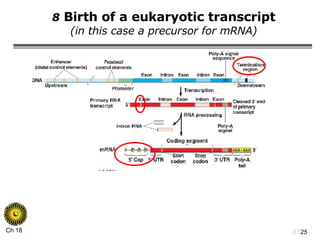 8  Birth of a eukaryotic transcript (in this case a precursor for mRNA) 