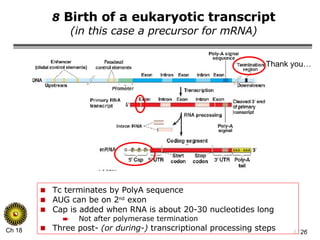 8  Birth of a eukaryotic transcript (in this case a precursor for mRNA) Tc terminates by PolyA sequence AUG can be on 2 nd  exon Cap is added when RNA is about 20-30 nucleotides long Not after polymerase termination Three post-  (or during-)  transcriptional processing steps Thank you… 