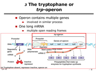 3  The tryptophane or trp -operon Operon contains multiple genes involved in similar process One long mRNA multiple open reading frames 