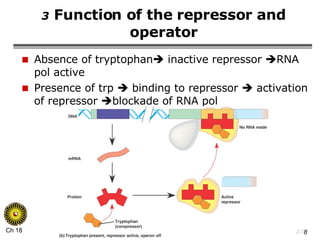 3  Function of the repressor and operator Absence of tryptophan   inactive repressor   RNA pol active Presence of trp    binding to repressor    activation of repressor   blockade of RNA pol 
