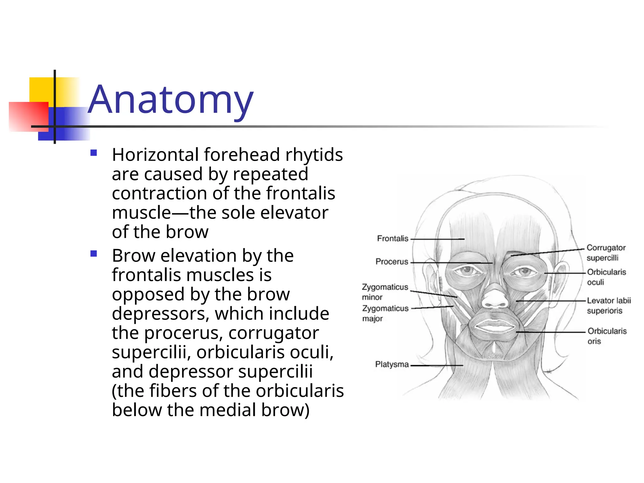 Anatomy
 Horizontal forehead rhytids
are caused by repeated
contraction of the frontalis
muscle—the sole elevator
of the brow
 Brow elevation by the
frontalis muscles is
opposed by the brow
depressors, which include
the procerus, corrugator
supercilii, orbicularis oculi,
and depressor supercilii
(the fibers of the orbicularis
below the medial brow)
 