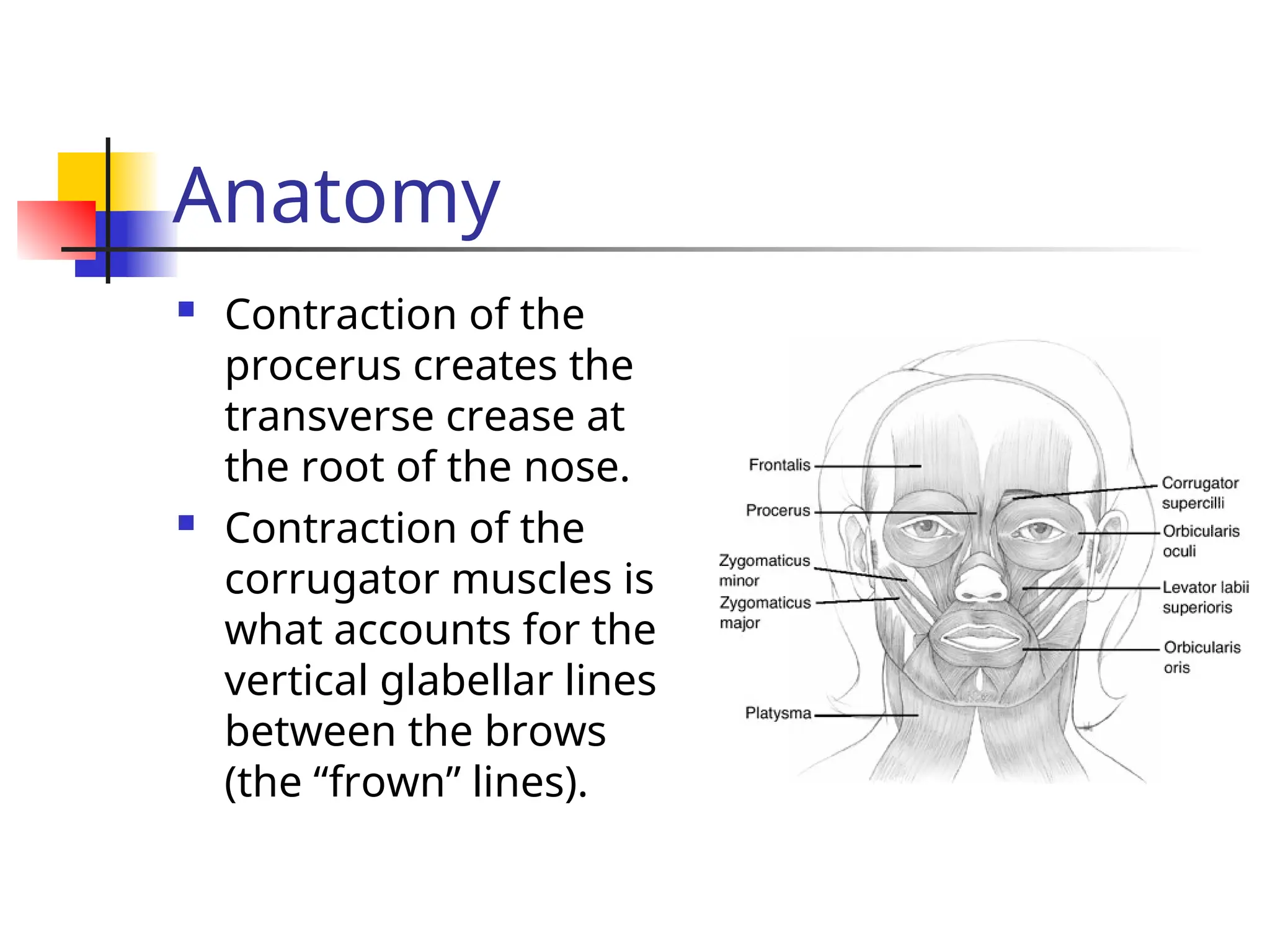 Anatomy
 Contraction of the
procerus creates the
transverse crease at
the root of the nose.
 Contraction of the
corrugator muscles is
what accounts for the
vertical glabellar lines
between the brows
(the “frown” lines).
 