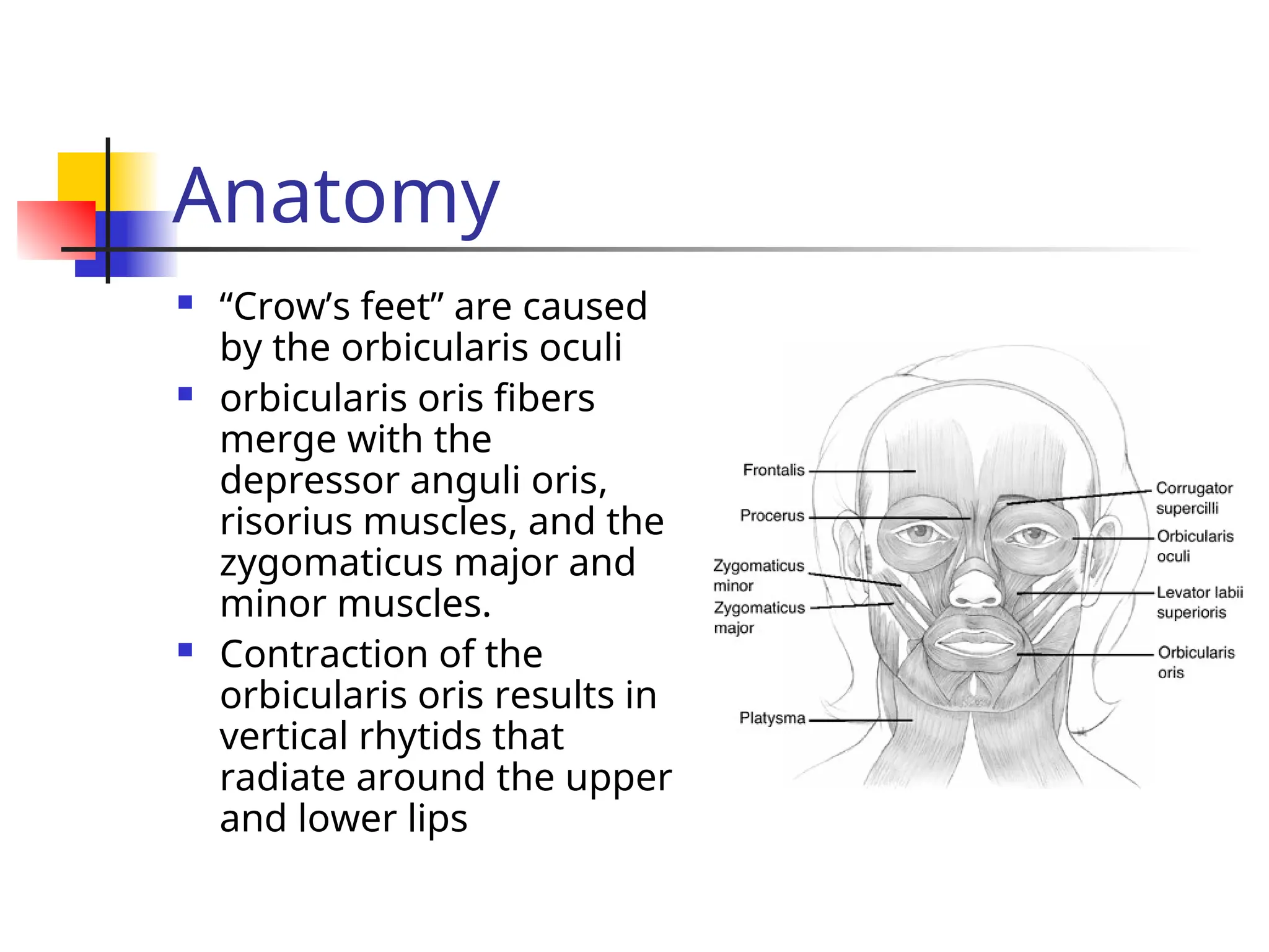 Anatomy
 “Crow’s feet” are caused
by the orbicularis oculi
 orbicularis oris fibers
merge with the
depressor anguli oris,
risorius muscles, and the
zygomaticus major and
minor muscles.
 Contraction of the
orbicularis oris results in
vertical rhytids that
radiate around the upper
and lower lips
 
