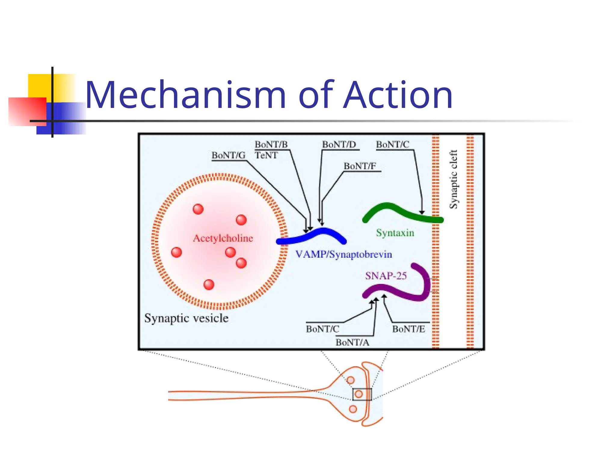 Mechanism of Action
 
