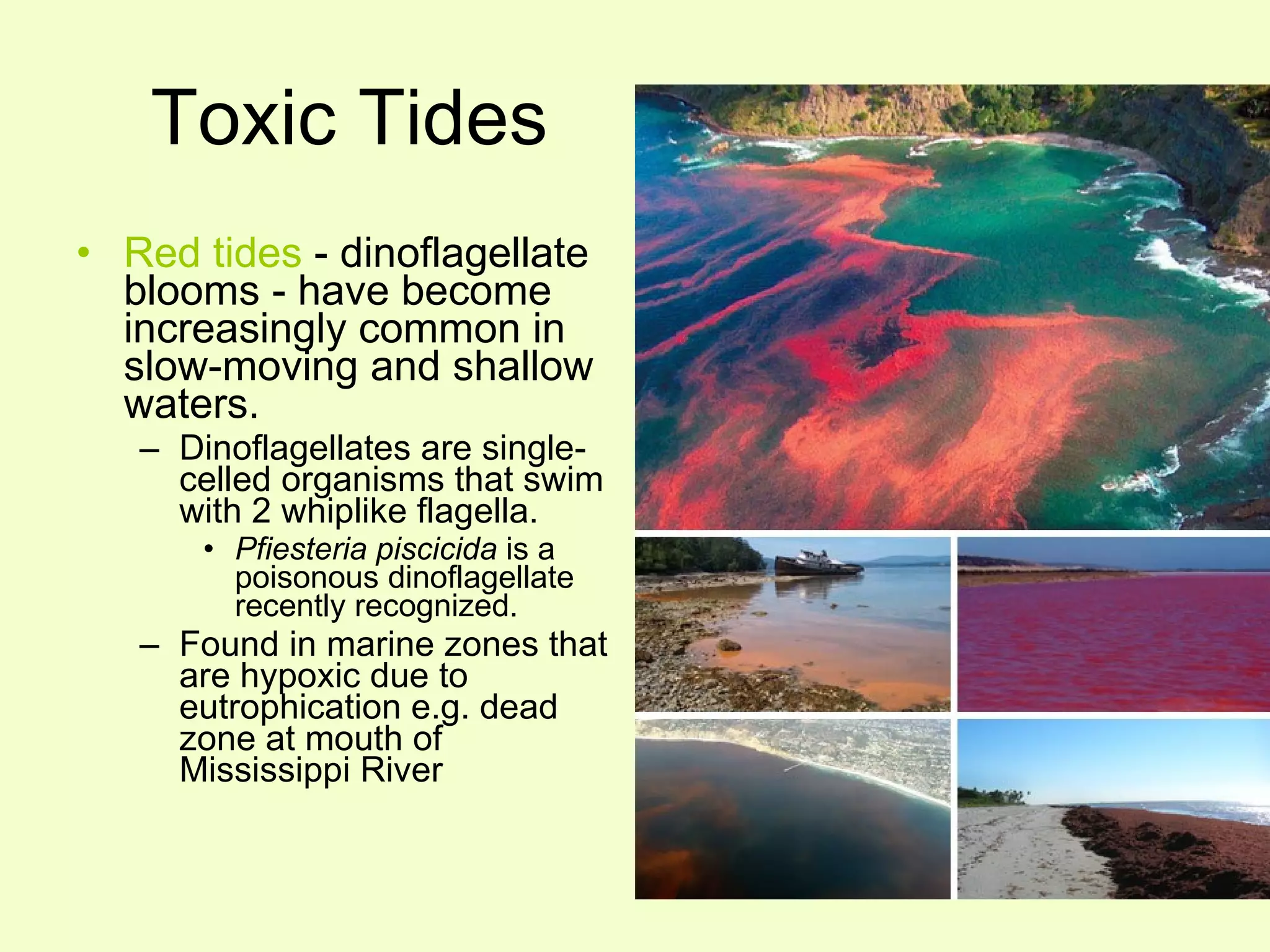 Toxic Tides Red tides  - dinoflagellate blooms - have become increasingly common in slow-moving and shallow waters. Dinoflagellates are single-celled organisms that swim with 2 whiplike flagella. Pfiesteria piscicida  is a poisonous dinoflagellate recently recognized. Found in marine zones that are hypoxic due to eutrophication e.g. dead zone at mouth of Mississippi River 