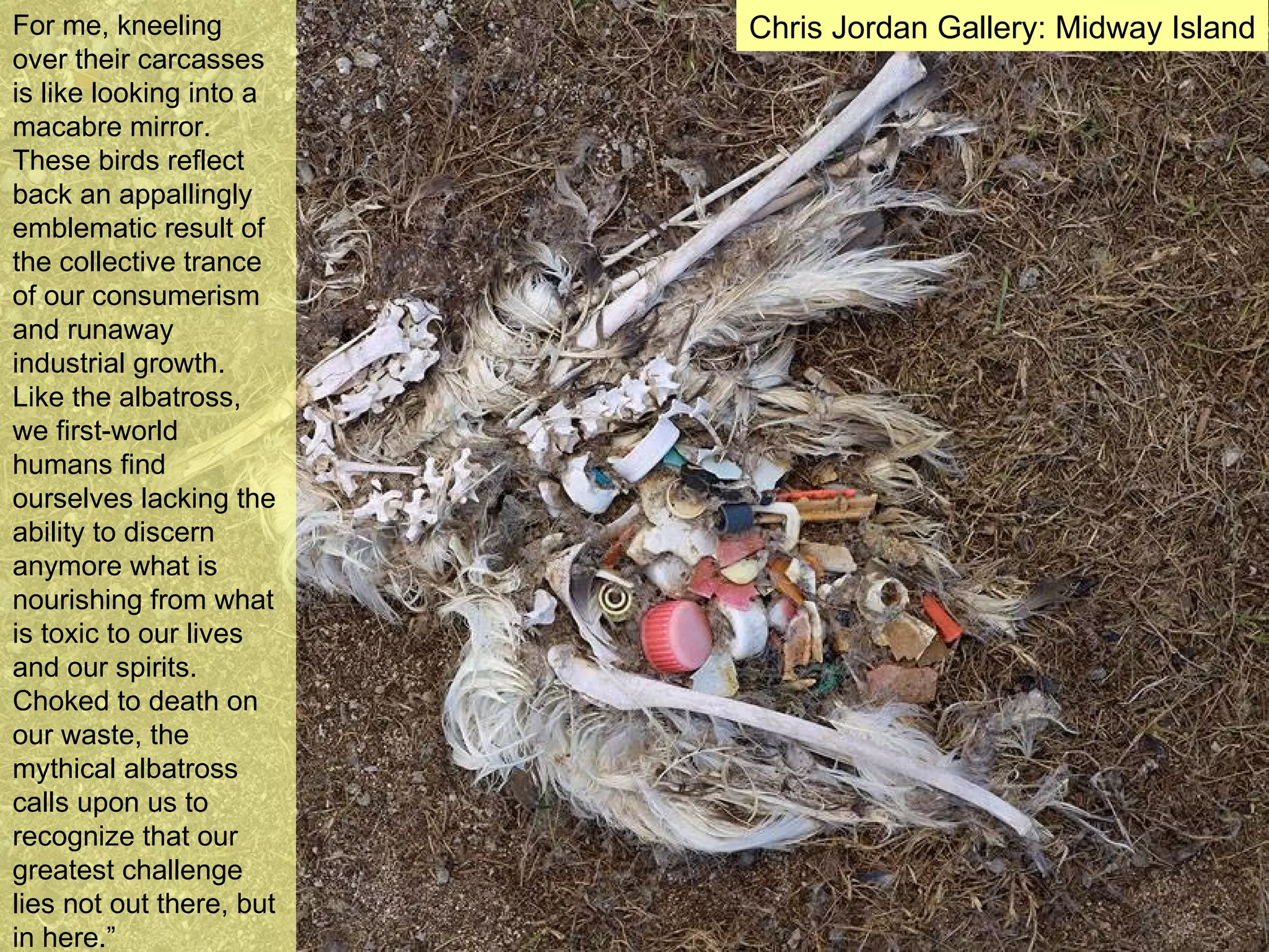 For me, kneeling over their carcasses is like looking into a macabre mirror. These birds reflect back an appallingly emblematic result of the collective trance of our consumerism and runaway industrial growth. Like the albatross, we first-world humans find ourselves lacking the ability to discern anymore what is nourishing from what is toxic to our lives and our spirits. Choked to death on our waste, the mythical albatross calls upon us to recognize that our greatest challenge lies not out there, but in here.” Chris Jordan Gallery: Midway Island 
