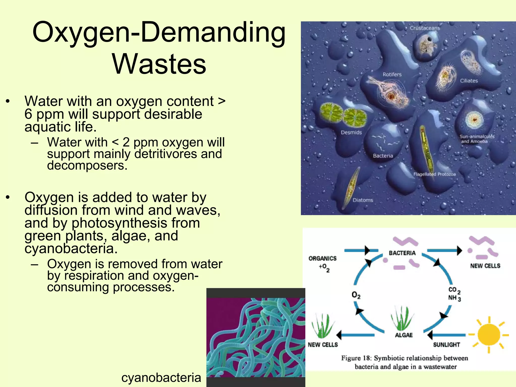 Oxygen-Demanding Wastes Water with an oxygen content > 6 ppm will support desirable aquatic life. Water with < 2 ppm oxygen will support mainly detritivores and decomposers. Oxygen is added to water by diffusion from wind and waves, and by photosynthesis from green plants, algae, and cyanobacteria. Oxygen is removed from water by respiration and oxygen-consuming processes. cyanobacteria 