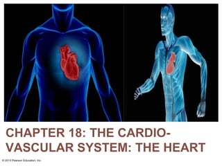 CHAPTER 18: THE CARDIO-
VASCULAR SYSTEM: THE HEART
© 2013 Pearson Education, Inc.
 