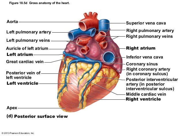 Arteries Diagram Pearson : veins+capillaries+arteries | highlands.eduA