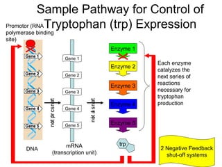 Sample Pathway for Control of
Promotor (RNA Tryptophan (trp) Expression
polymerase binding
site)

Enzyme 1
Gene 1

Enzyme 2
Gene 2

Enzyme 3

DNA

Gene 4

not a s na t
i l
r

not pr cs na t
i i
r

Gene 3

Gene 5

mRNA
(transcription unit)

Enzyme 4

Each enzyme
catalyzes the
next series of
reactions
necessary for
tryptophan
production

Enzyme 5

trp

2 Negative Feedback
shut-off systems

 