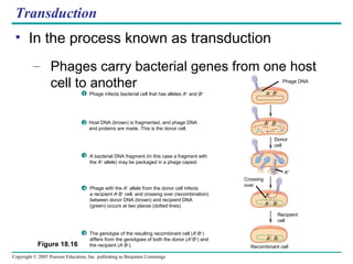 Transduction Explained Ch18 virusbacteriagenetics | PPT