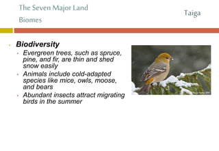 The Seven Major Land
Biomes
• Biodiversity
• Evergreen trees, such as spruce,
pine, and fir, are thin and shed
snow easily
• Animals include cold-adapted
species like mice, owls, moose,
and bears
• Abundant insects attract migrating
birds in the summer
Taiga
 