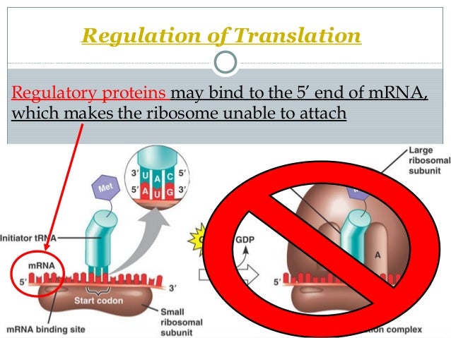 ap bio ch 29 part i Biology practice exam from the 2013 administration this is a modified version of the 2013 ap biology exam of part b to enter your numeric answers . ap bio ch 29 part i Biology practice exam from the 2013 administration this is a modified version of the 2013 ap biology exam of part b to enter your numeric answers .