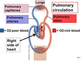 Poor O2 Pleth Ch19-Heart.ppt