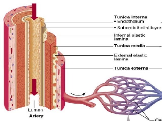 Ch19bloodvessels