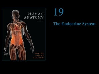 © 2012 Pearson Education, Inc.
19
The Endocrine System
PowerPoint®
Lecture Presentations prepared by
Steven Bassett
Southeast Community College
Lincoln, Nebraska
 