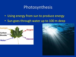 Photosynthesis <ul><li>Using energy from sun to produce energy </li></ul><ul><li>Sun goes through water up to 100 m deep <...