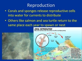 Reproduction <ul><li>Corals and sponges release reproductive cells into water for currents to distribute </li></ul><ul><li...