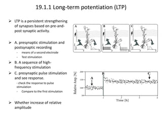 Ch 19 synaptic_plasticity | PPTX