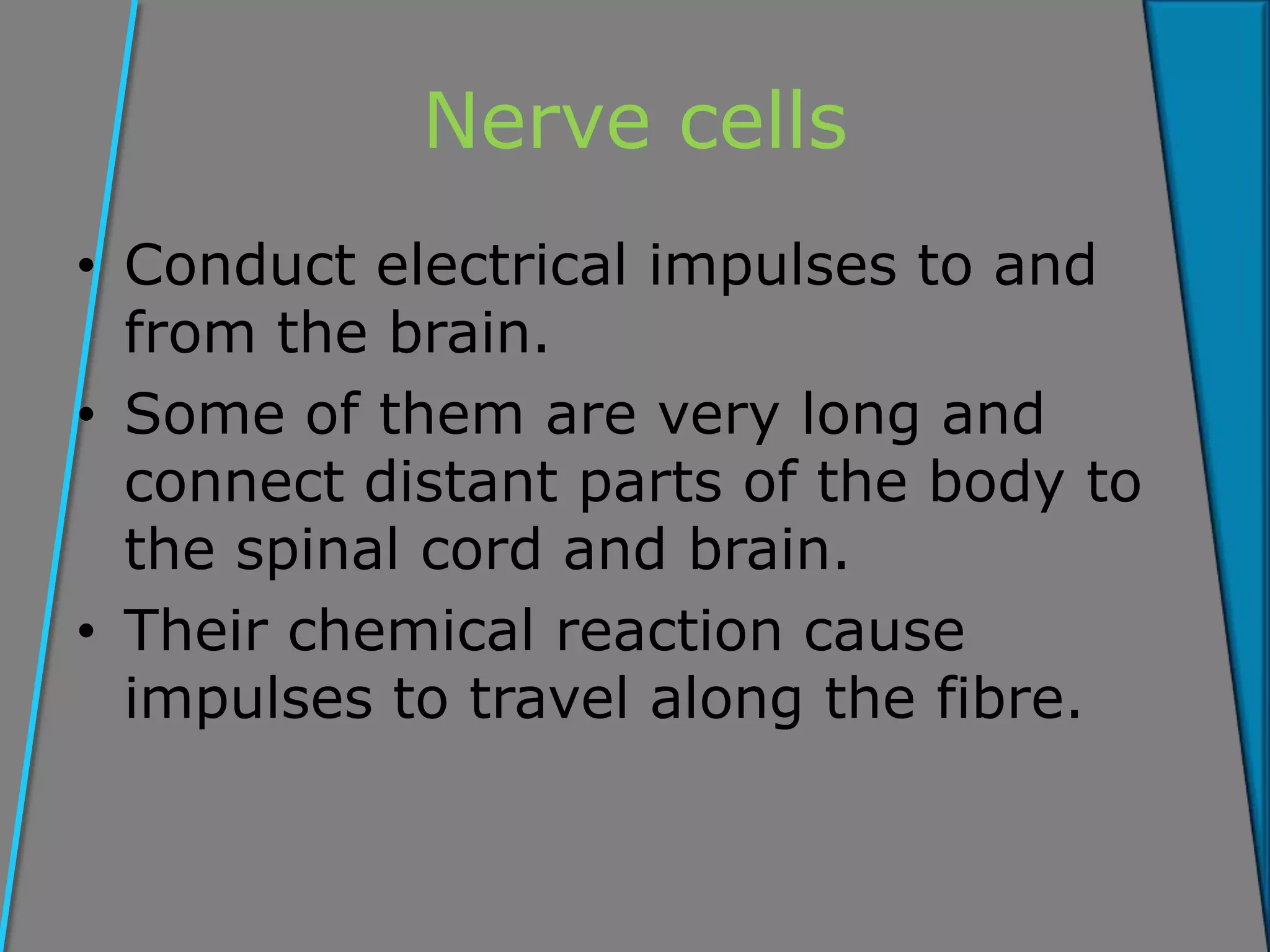 Nerve cells
• Conduct electrical impulses to and
from the brain.
• Some of them are very long and
connect distant parts of the body to
the spinal cord and brain.
• Their chemical reaction cause
impulses to travel along the fibre.
 