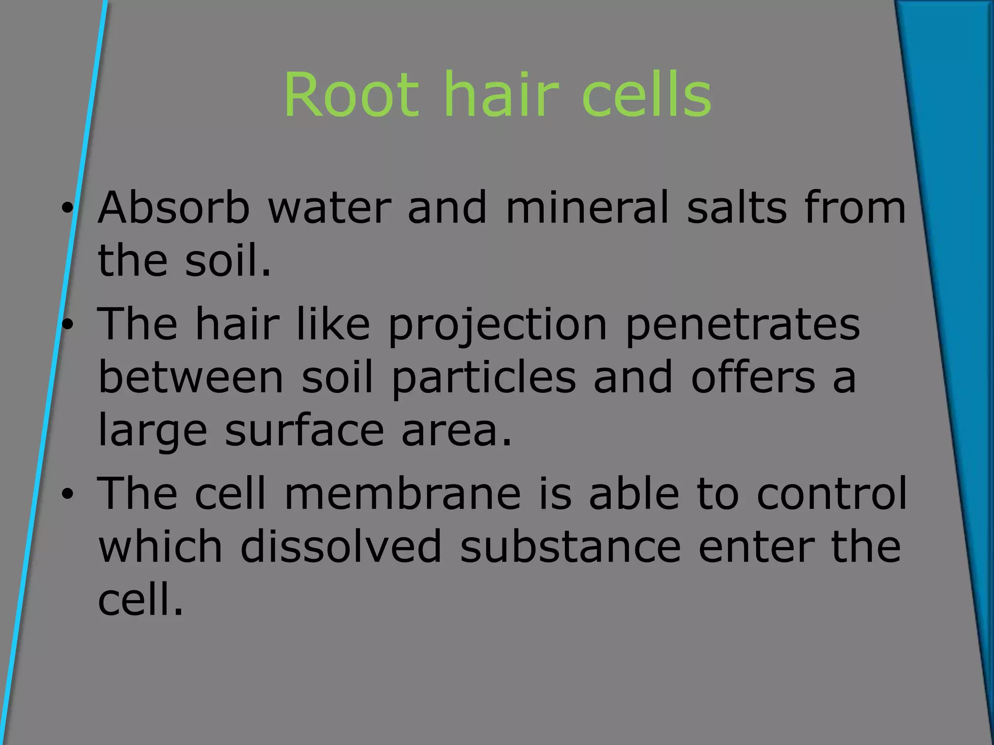 Root hair cells
• Absorb water and mineral salts from
the soil.
• The hair like projection penetrates
between soil particles and offers a
large surface area.
• The cell membrane is able to control
which dissolved substance enter the
cell.
 