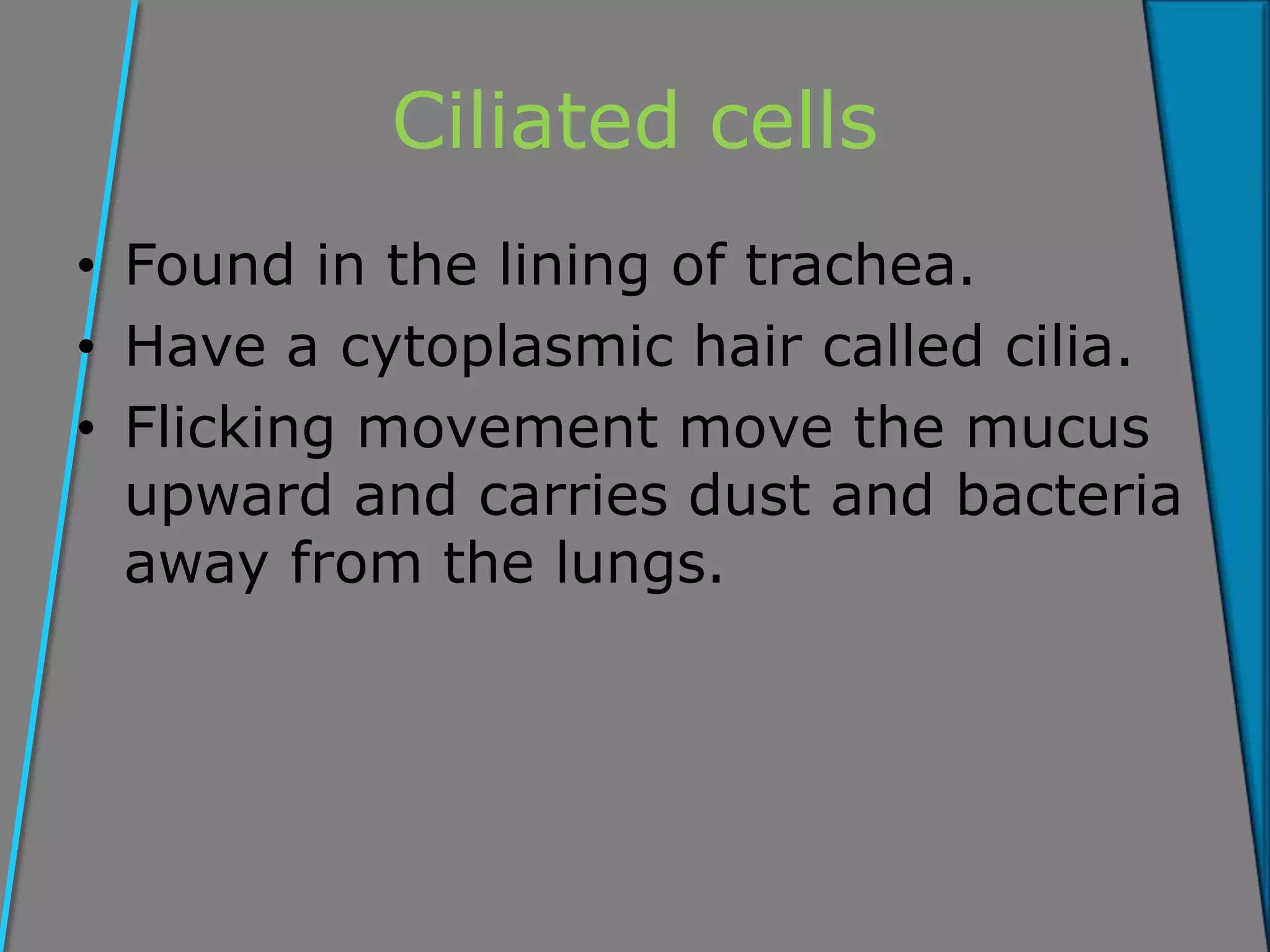 Ciliated cells
• Found in the lining of trachea.
• Have a cytoplasmic hair called cilia.
• Flicking movement move the mucus
upward and carries dust and bacteria
away from the lungs.
 