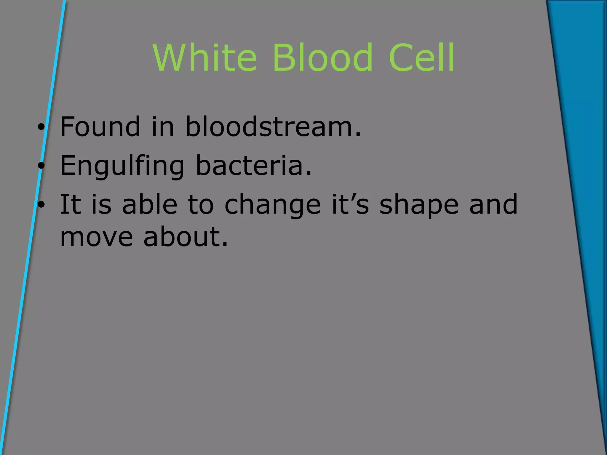 White Blood Cell
• Found in bloodstream.
• Engulfing bacteria.
• It is able to change it’s shape and
move about.
 