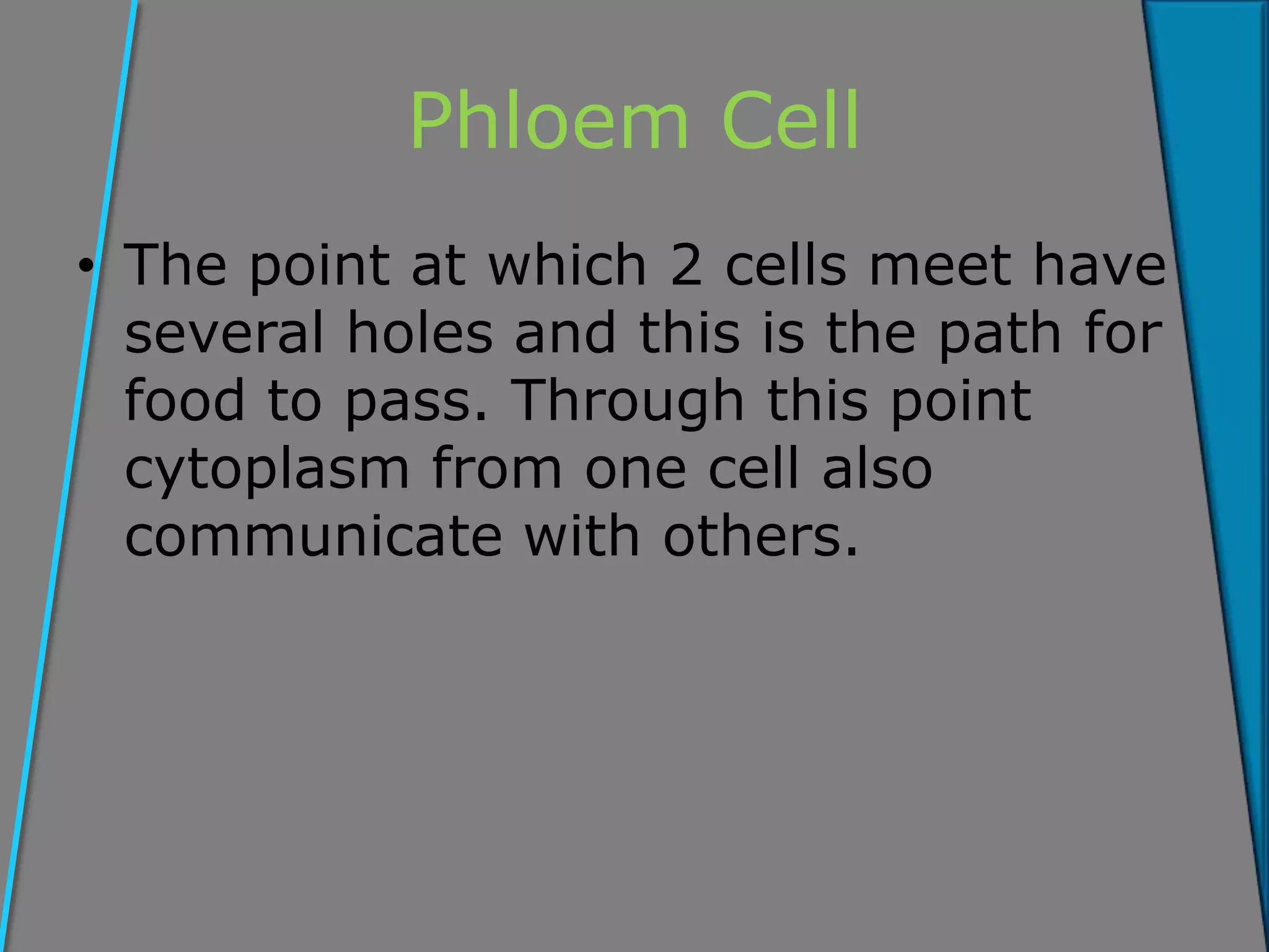 Phloem Cell
• The point at which 2 cells meet have
several holes and this is the path for
food to pass. Through this point
cytoplasm from one cell also
communicate with others.
 