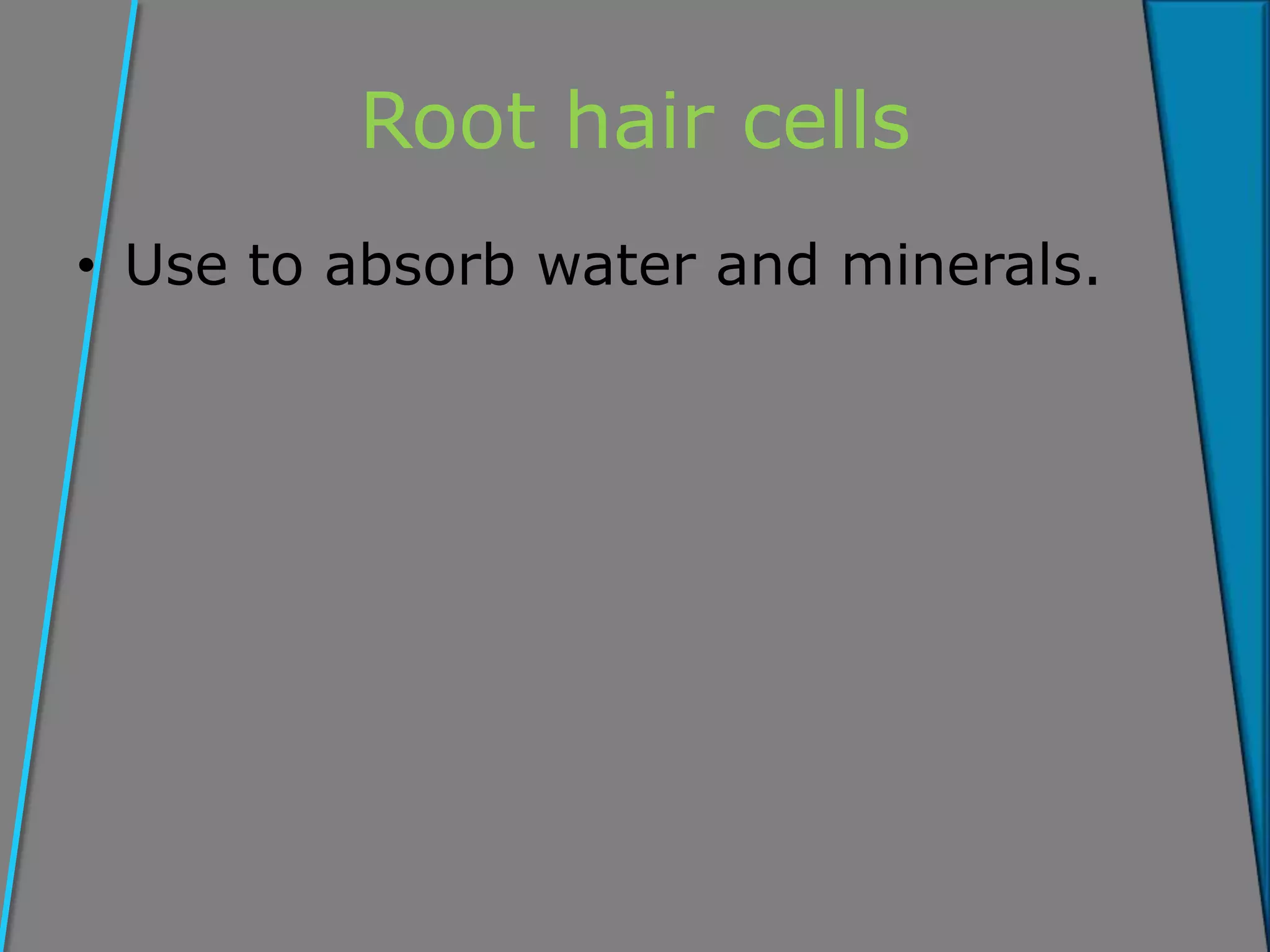 Root hair cells
• Use to absorb water and minerals.
 