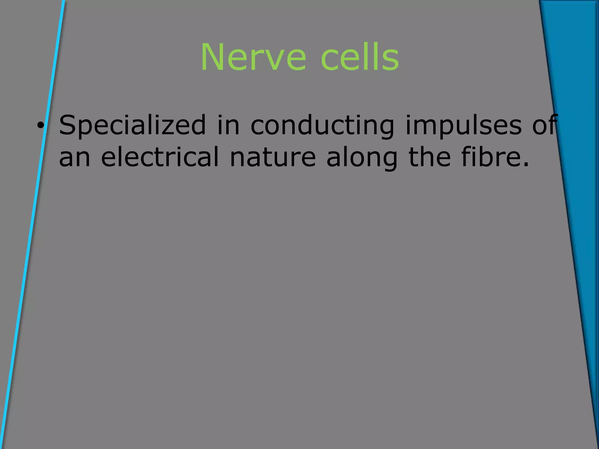 Nerve cells
• Specialized in conducting impulses of
an electrical nature along the fibre.
 