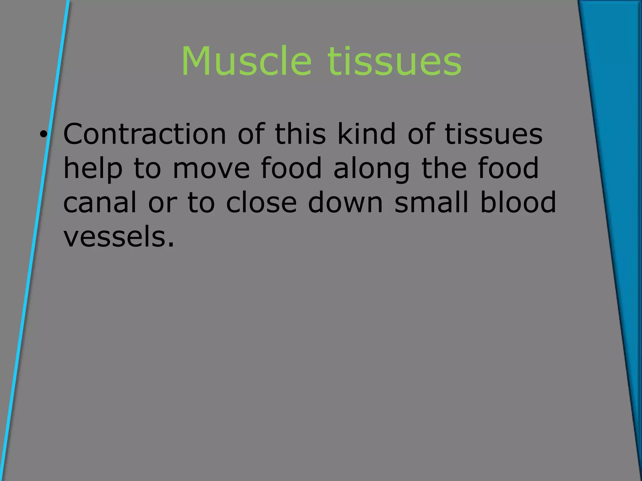 Muscle tissues
• Contraction of this kind of tissues
help to move food along the food
canal or to close down small blood
vessels.
 