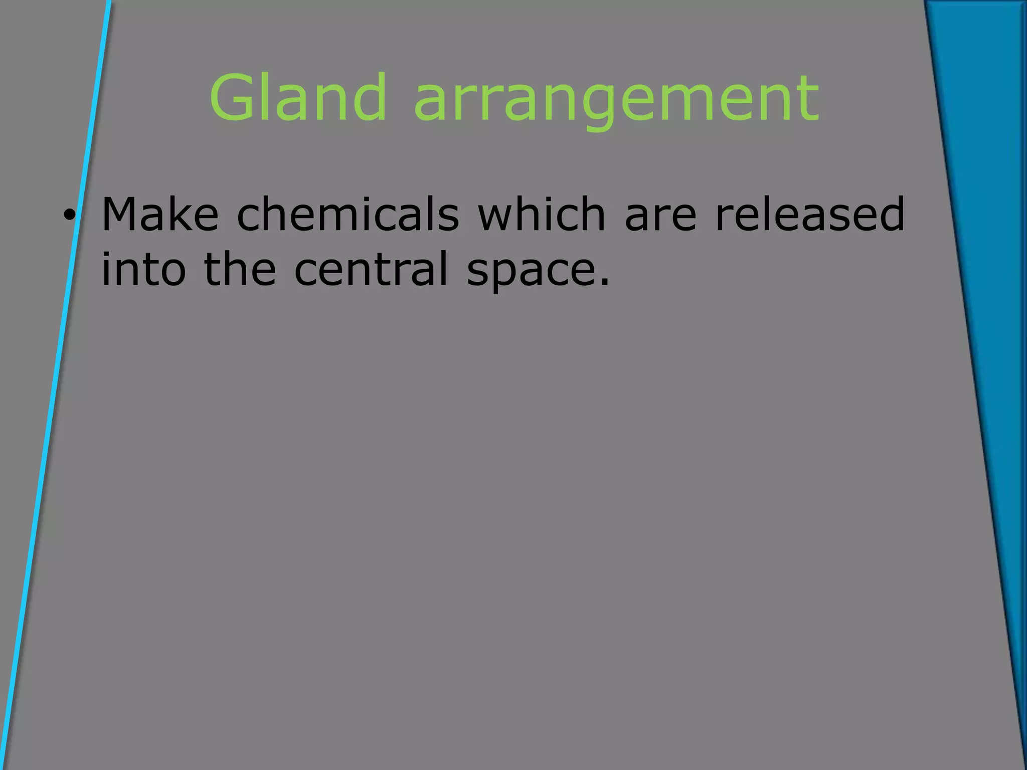 Gland arrangement
• Make chemicals which are released
into the central space.
 