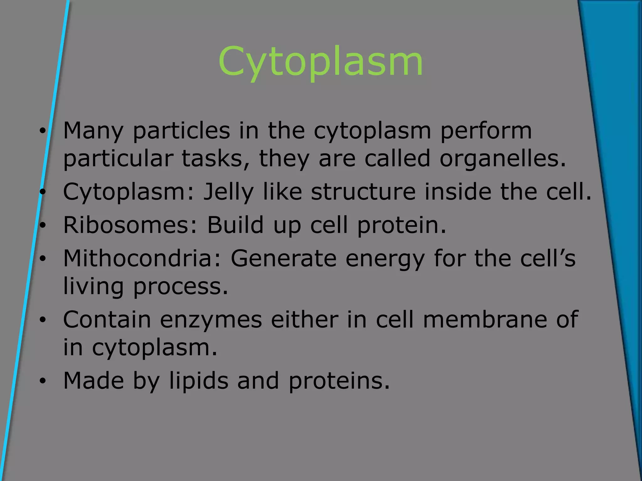 Cytoplasm
• Many particles in the cytoplasm perform
particular tasks, they are called organelles.
• Cytoplasm: Jelly like structure inside the cell.
• Ribosomes: Build up cell protein.
• Mithocondria: Generate energy for the cell’s
living process.
• Contain enzymes either in cell membrane of
in cytoplasm.
• Made by lipids and proteins.
 