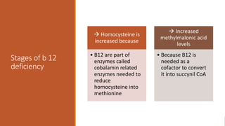 Stages of b 12
deficiency
 Homocysteine is
increased because
• B12 are part of
enzymes called
cobalamin related
enzymes needed to
reduce
homocysteine into
methionine
 Increased
methylmalonic acid
levels
• Because B12 is
needed as a
cofactor to convert
it into succynil CoA
 