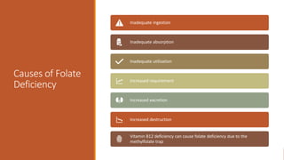 Causes of Folate
Deficiency
Inadequate ingestion
Inadequate absorption
Inadequate utilization
Increased requirement
Increased excretion
Increased destruction
Vitamin B12 deficiency can cause folate deficiency due to the
methylfolate trap
 