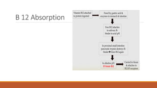 B 12 Absorption
Vitamin B12 attached
to protein ingested
Freed by gastric acid &
enzymes in stomach & intestine
Free B12 attaches
to salivary R-
binder in acid pH
In proximal small intestine:
pancreatic trypsin destroys R-
binder frees B12 again
In alkaline pH:
IF binds B12
Carried to ileum
& attaches to
B12-IF receptors
 