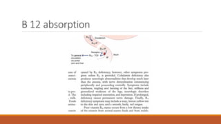 B 12 absorption
 