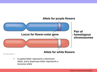 Introduction to genetics_.ppt