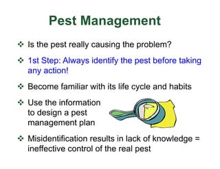 Pest Management
v Is the pest really causing the problem?
v 1st Step: Always identify the pest before taking
any action!
v Become familiar with its life cycle and habits
v Use the information
to design a pest
management plan
v Misidentification results in lack of knowledge =
ineffective control of the real pest
 