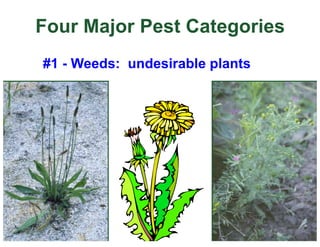Four Major Pest Categories
#1 - Weeds: undesirable plants
 