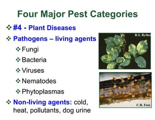 Four Major Pest Categories
v#4 - Plant Diseases
v Pathogens – living agents
vFungi
vBacteria
vViruses
vNematodes
vPhytoplasmas
v Non-living agents: cold,
heat, pollutants, dog urine
C.R. Foss
R.S. Byther
 