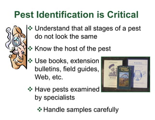 Pest Identification is Critical
v Understand that all stages of a pest
do not look the same
v Know the host of the pest
v Use books, extension
bulletins, field guides,
Web, etc.
v Have pests examined
by specialists
vHandle samples carefully
 