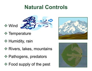 Natural Controls
v Wind
v Temperature
v Humidity, rain
v Rivers, lakes, mountains
v Pathogens, predators
v Food supply of the pest
 