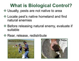 What is Biological Control?
v Usually, pests are not native to area
v Locate pest’s native homeland and find
natural enemies
v Before releasing natural enemy, evaluate if
suitable
v Rear, release, redistribute
C. Soder
Montana Collection D. Palmer
 