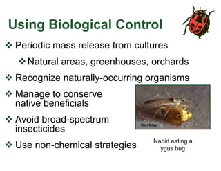 Using Biological Control
v Periodic mass release from cultures
vNatural areas, greenhouses, orchards
v Recognize naturally-occurring organisms
v Manage to conserve
native beneficials
v Avoid broad-spectrum
insecticides
v Use non-chemical strategies
Ken Grey
Nabid eating a
lygus bug.
 