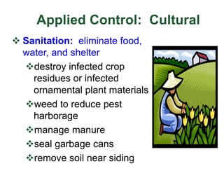 Applied Control: Cultural
v Sanitation: eliminate food,
water, and shelter
vdestroy infected crop
residues or infected
ornamental plant materials
vweed to reduce pest
harborage
vmanage manure
vseal garbage cans
vremove soil near siding
 